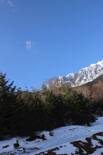 雪山下的葱郁山林