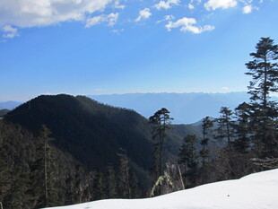 雪山松林间的壮阔景致