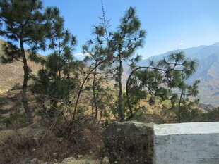 山间树木与远处山峦景色
