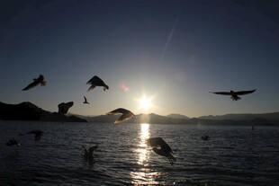 夕阳下飞鸟掠过海面