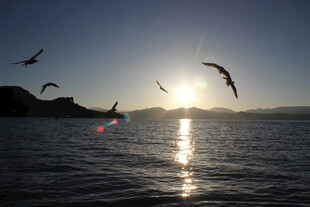 夕阳下海面飞鸟美景