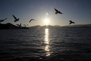 夕阳下飞鸟掠过平静水面