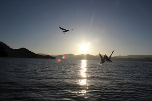 夕阳下海面飞鸟的美丽景象