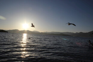 夕阳下飞鸟掠过波光水面