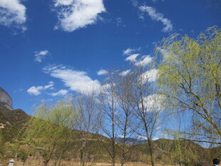 春日山野树木蓝天美景