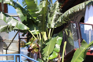 室内高大芭蕉植物景观