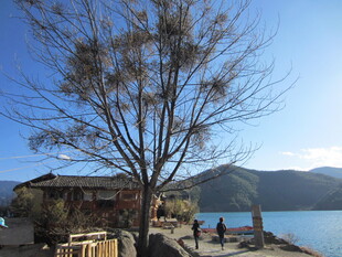 湖畔小屋旁的萧瑟树木