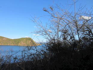 湖畔枯树与远处青山