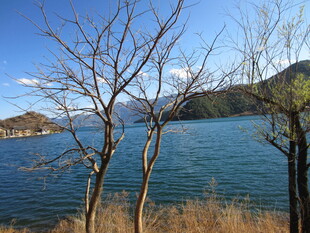 湖畔枯树与湛蓝湖水美景