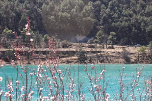 湖畔粉花映蓝绿水景