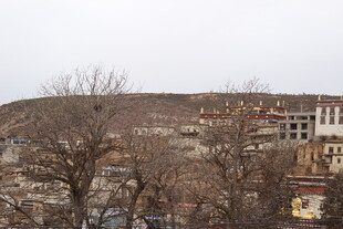 山坡上的建筑与枯树景观