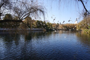 宁静湖畔风光