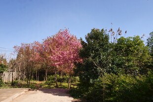 春日烂漫花树小道风景