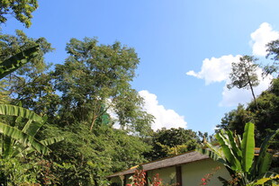 乡村小屋旁的葱郁树林