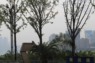 城市中光秃树木与建筑景观