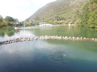 湖畔群鸟栖息的美丽景致