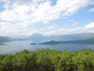 湖畔松林美景