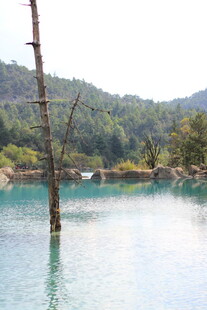 清澈湖水中的枯木风景