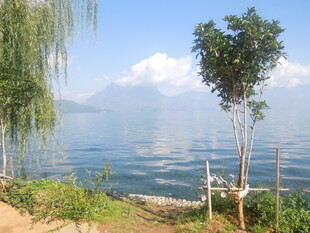 湖畔绿树与波光美景
