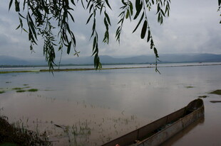 湖畔垂柳 静谧水边景致