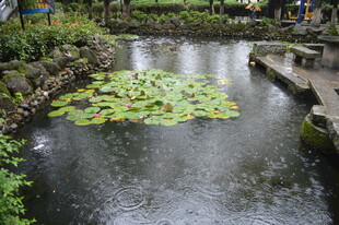 池塘中的睡莲景观