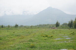 广袤绿野与远处山峦景色