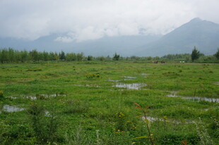 广袤绿野与远山风景