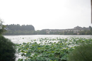 夏日荷塘景色