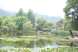 宁静湖畔 绿意盎然的水乡风光