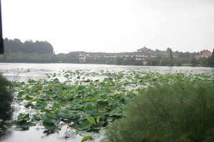 雨中荷塘景色