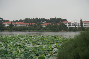 湖畔荷叶与红顶建筑景观