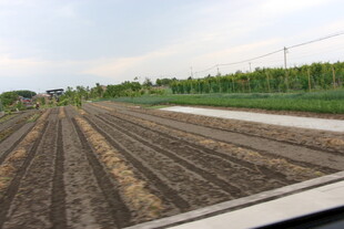 田野农田景象