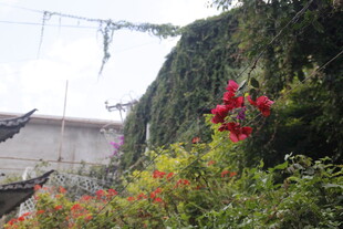 庭院绿植繁花景致