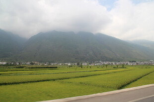 田园公路旁的翠绿稻田