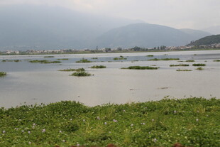 湿地风光 水草与远山相映