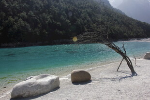 湖畔枯木与碧绿水景