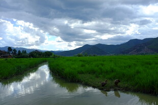 乡村河畔绿野风光美景