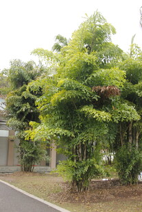 路边葱郁绿植景观