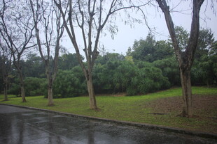 雨后公园湿漉漉的林荫道