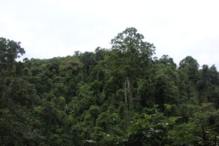 郁郁葱葱的山林景色