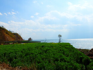 海岸绿植与孤树风景