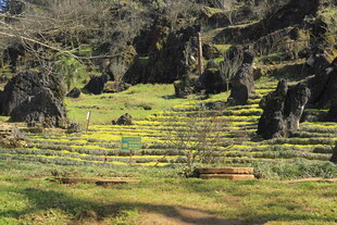 山间草地石林景观