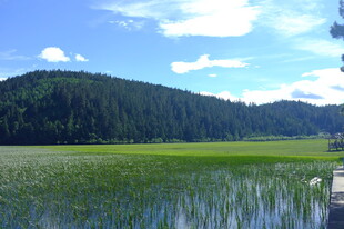 湖畔青山 绿意盎然的美景