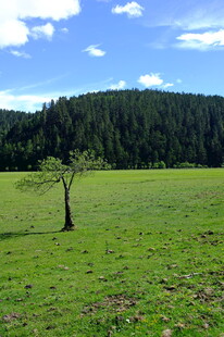 草原孤树 自然静谧之景
