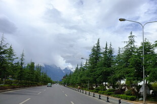 宽阔公路旁的葱郁绿树