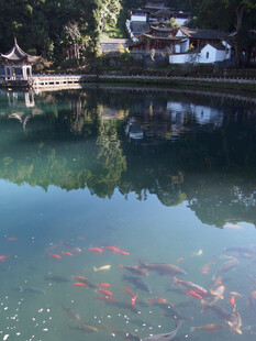 湖畔古景 池中游弋红锦鲤