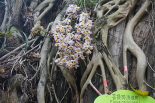 树根间绽放的多彩花朵