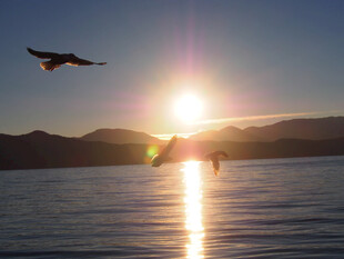 夕阳下飞鸟掠过平静湖面