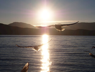 夕阳下飞鸟掠过波光湖面