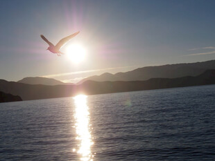 夕阳下飞鸟掠过波光湖面